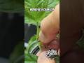 How To TOP Cannabis Plants For MAX YIELD Beginner Grower Guide