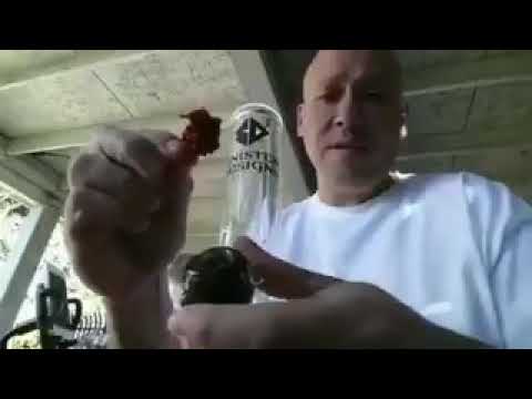 Smoking a Carolina Reaper