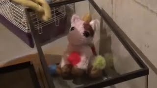 “The Fluffy Debacle” (written and filmed by Sideview, voiced by gayroommate) fluffy pony abuse