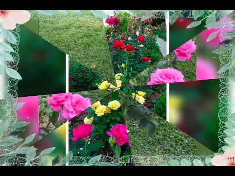 🌺Beautiful Flowers Status 🌸