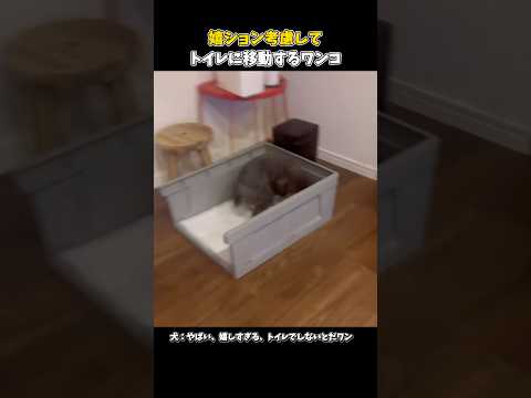 飼い主さんの帰りが嬉しすぎるワンコがこちらです #犬の気持ち #元気になる動画 #犬のいる暮らし #癒し #犬のいる生活 #元気お届け