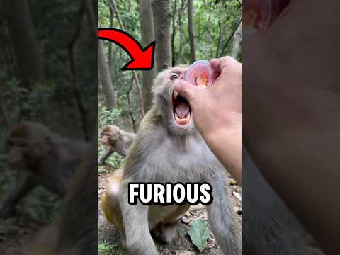Angry Monkey ATTACKS Man! 😡🐒