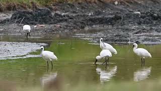 台東森林公園稀有嬌客 9隻黑面琵鷺現蹤覓食