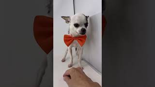 Video preview image #1 Chihuahua Puppy For Sale in Benton, LA, USA