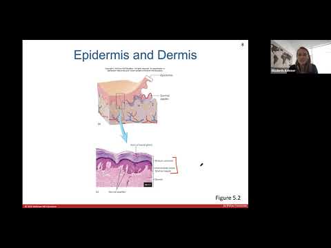 Ch. 5 - Integumentary System