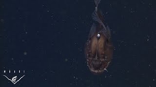 Глубоководный монстр из залива Монтеррей
