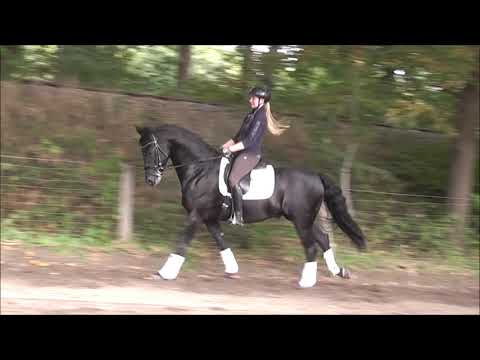 GORDON GEKKO 6j. v. Grey Flanell - Donnerhall - Rubinstein