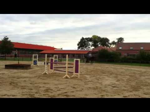 Cobuss vom C-Indoctro x Ahorn Z