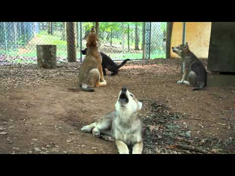 See and Hear Four Gray Wolf Puppies Howling!