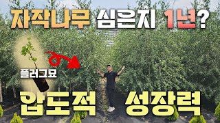 최초공개) 이쑤시개가 단 1년만에 대형나무가 되었다면...? 나무재테크의 초신성 등장!! 자작나무 달레칼리카