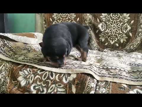 Good quality Rott male puppy lab male puppy Lhasa male puppy for sale in Hetvee pet's Ahmedabad