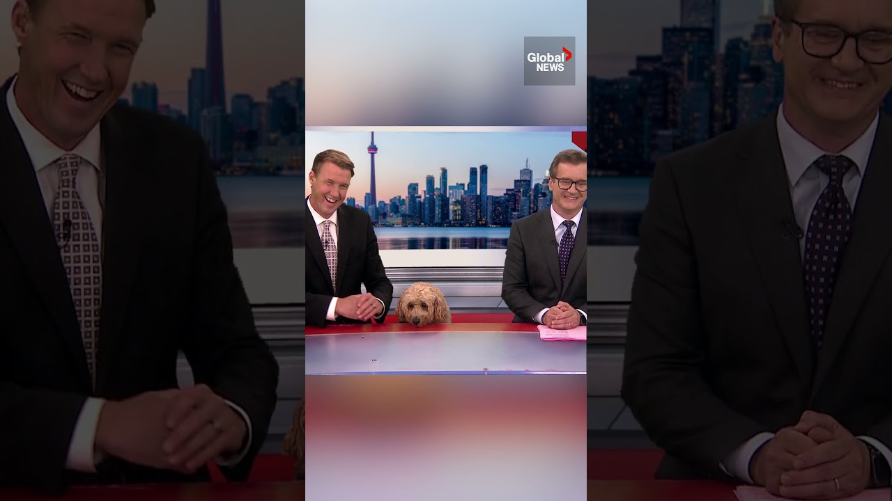 Cute news dog causes awkward moment when he spits out treat on live TV #newsbloopers