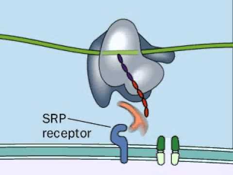 SÍNTESE DE PROTEÍNA