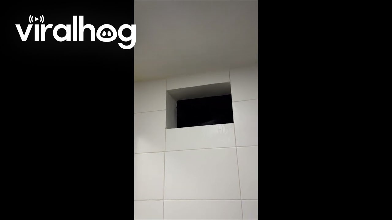 Cat Stares Menacingly From Window Sill || ViralHog
