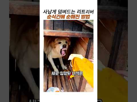 사납게 덤벼드는 리트리버 참교육 방법#서열1위#입질 교육#참교육#리트리버#도베르만#입마개#반려견