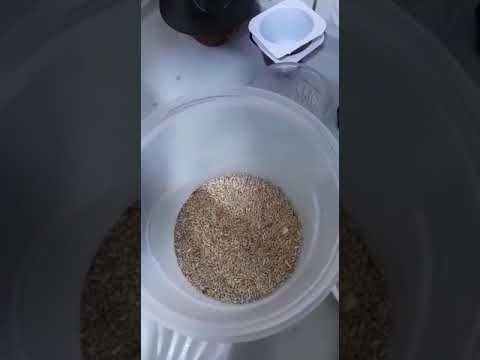 Leite de alpiste  para baixar a glicose  e controle  da pressão!