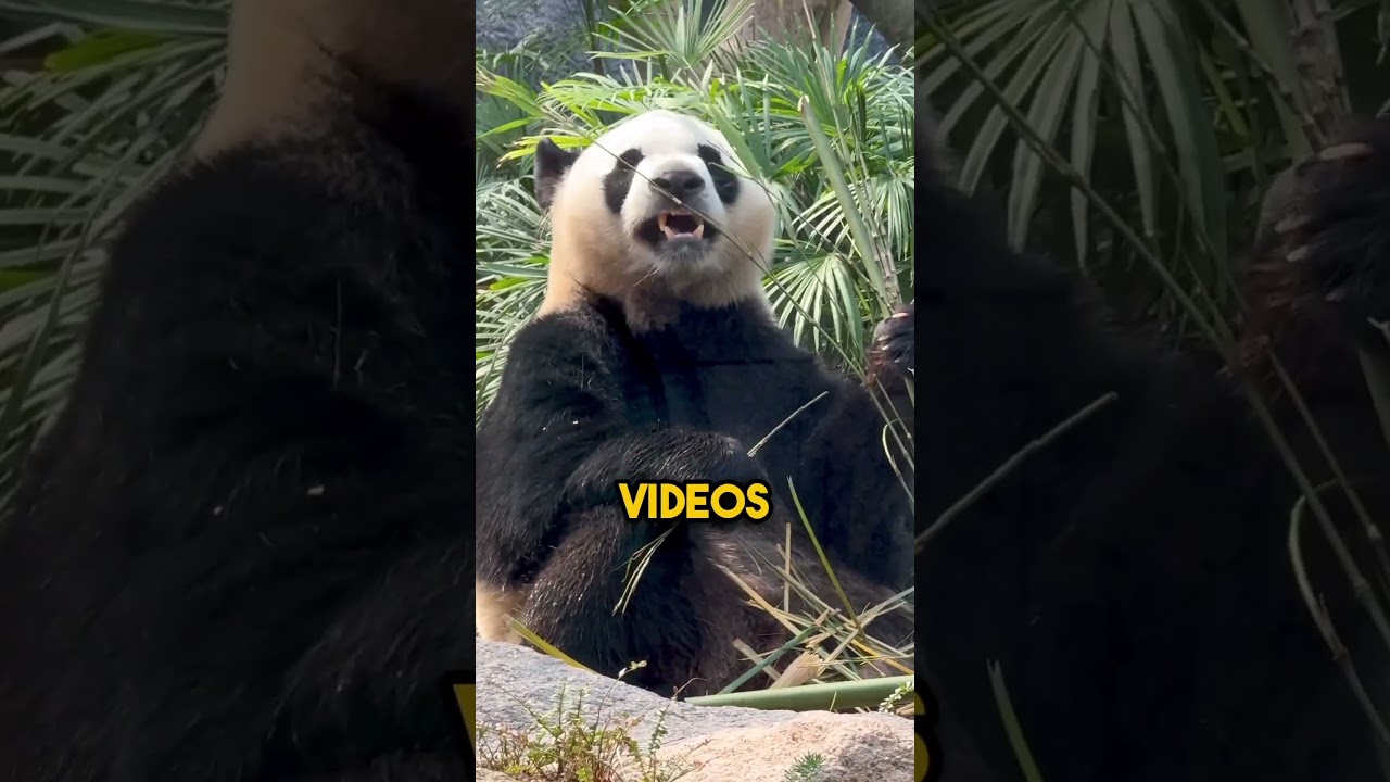 YouTube Short thumbnail