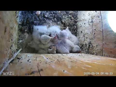 5 cute kestrel chicks