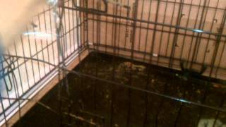 Hybrid wolf pit bull chefs through metal cage