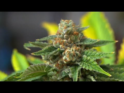 Marijuana goes on sale in Nevada