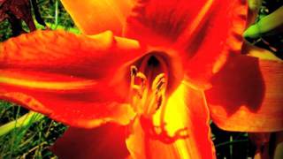 BURNING LOVE   Elvis Jr    $ibling$