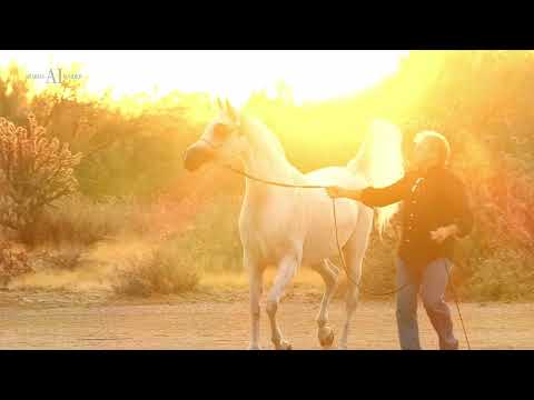 PERFINKA EMBRYO - Lot 2, Embryo & Breeding Hybrid Auction, Paris 2022