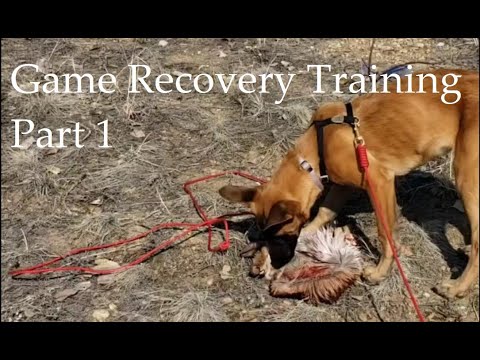Reese the Game Recovery Dog Part 1