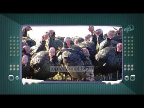 Fiks Fare, 29 Dhjetor, Pjesa 3 - Investigative Satirical Show