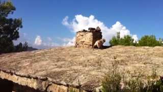 preview picture of video 'Laika cachorro Labrador retriever, aprendiendo a bajar del techo.'