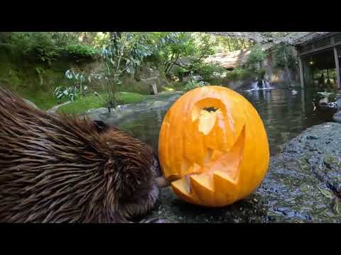 Beavers Enjoying Halloween Pumpkins