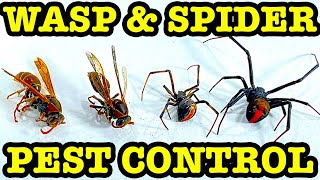 Redback Spider & Wasp Nest Roundup Summer Pest Control In Australia EDUCATIONAL VIDEO