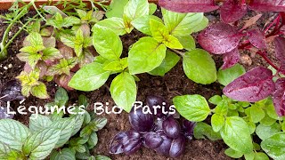 SUB【パリBio生活】有機栽培のハーブや野菜の苗を生産者さんから直接買える！珍しい物もあり種類豊富！（食用）Le Paysan Urbain Paris