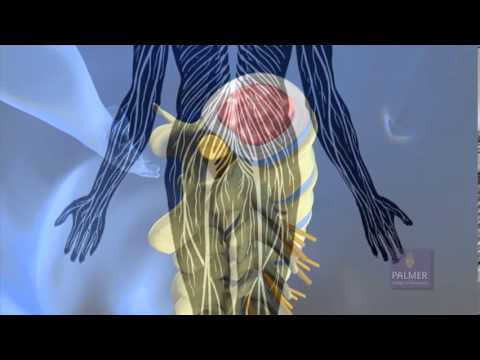 What Is Chiropractic? By Palmer College