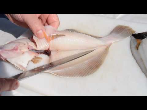 Scholle oder Goldbutt filetieren - How to filet plaice