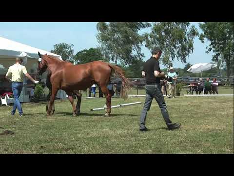 Sudweyher Fohlenschau 2019 - Kat.-Nr. 41