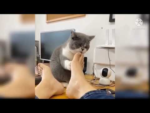 Baby cats - Cute & Lovely Funny Cat - Funin Nidhi