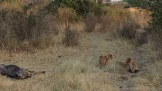 Lion Family Dinner - Serengeti National Park
