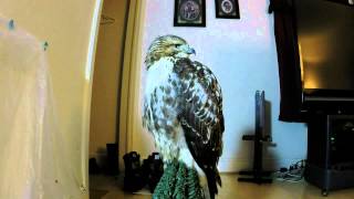 Sleepy Hawk Lullabies