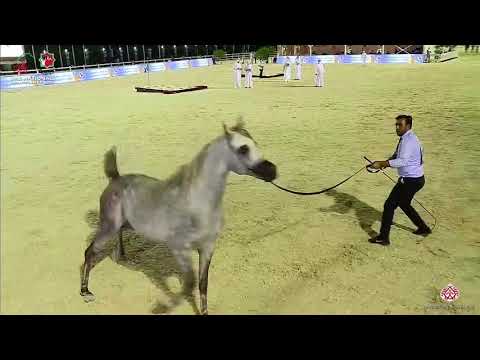 N.276 HAYDAR MS - UAE National Championship 2020 - Stallions 4-6 Years Old (Class 10A).mp4