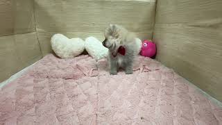 ポメラニアンの動画01