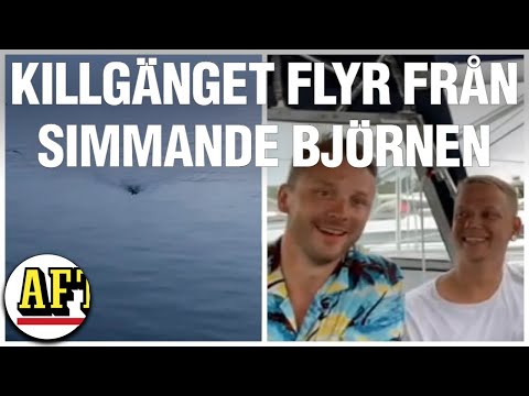 Här flyr killgänget från simmande björnen: "Livrädda"