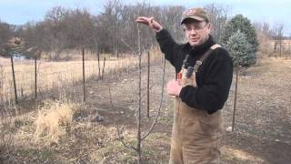 Pruning Young Fruit Trees.wmv