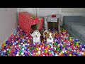 Happy Dogs Get HUGE Ball Pit for Christmas! Cute Dogs Maymo, Potpie & Penny Christmas Surprise
