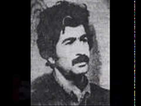 آفتابکاران جنگل