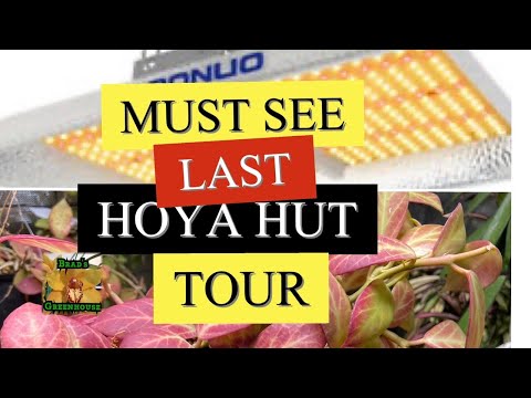 Final Hoya Tour & Aponuo PL182 LED Grow Light First Look and Review