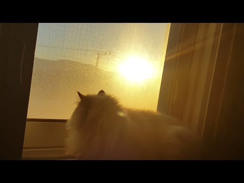 Morning cat. Sabah kedisi. Morgonkatt. قطة الصباح. Morgenkatze.Утренний кот. Gato da manhã.아침의 고양이.