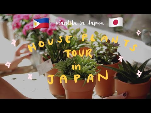 , title : 'plantita in japan 🇯🇵 | a tour of my houseplants 🌿'