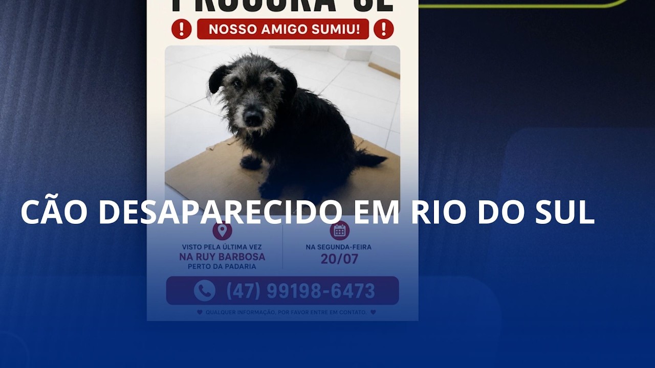 Cão desaparecido. Morador da Ruy Barbosa está a procura do cachorrinho