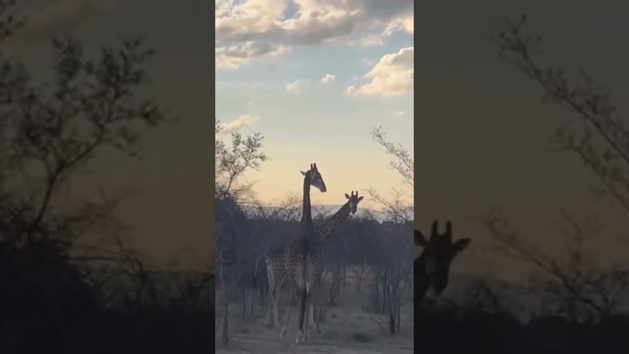 Safari caza en Sudáfrica 2025