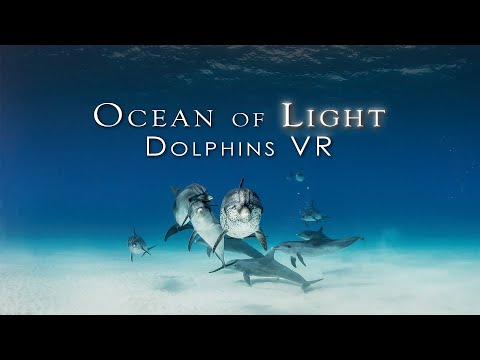 Ocean of Light - Dolphins | Trailer | Meta Quest Platform